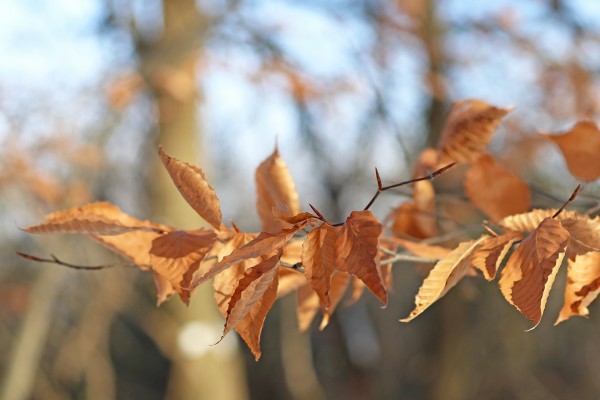 Beech Leaves In Fall by Deb Oppermann